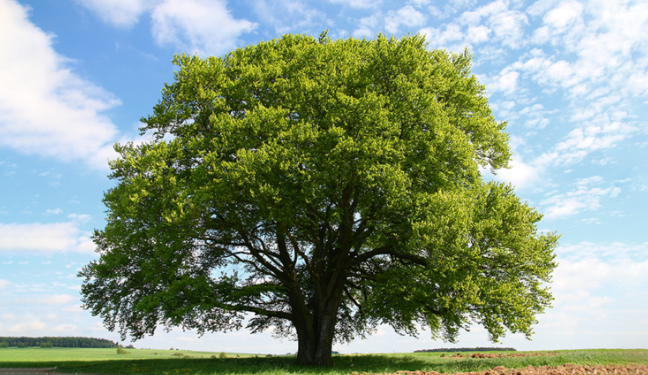 Tree plants 