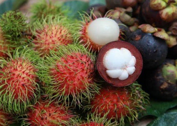 Exotic fruit plants 