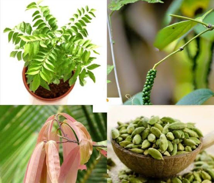 Spices plants 