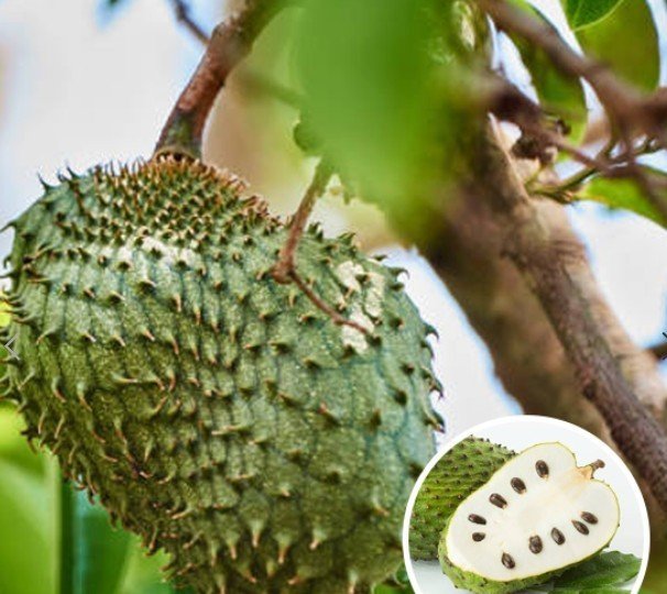 Native fruit plants 