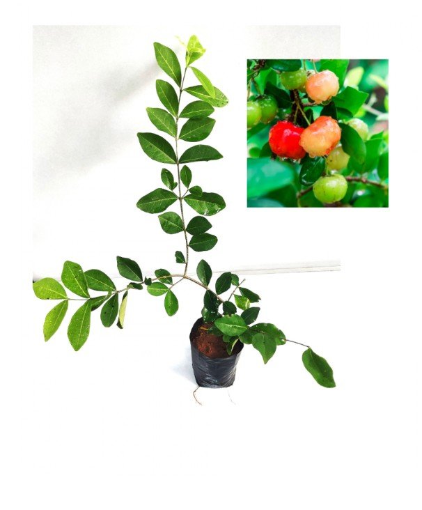 Main Product Image